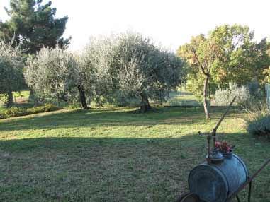 Giardino con olivi