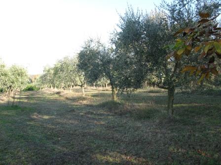 Giardino con olivi